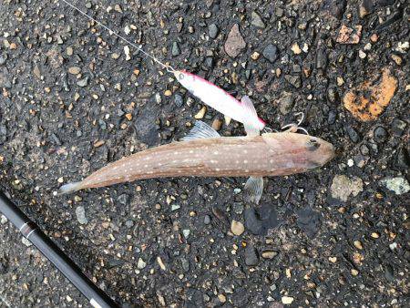 サゴシ狙い撃沈